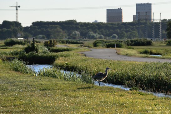 Countryside_Of_Waterland_During_The_Partial_Eclipse_Noord_Holland_Netherlands_Nature_Photography_Canon_EOS_R5_Mark_II_2026_003.JPG