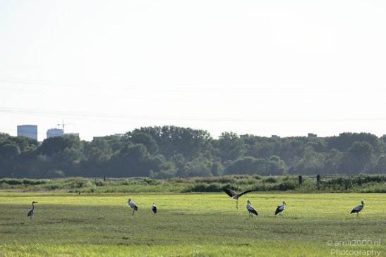 Countryside_Of_Waterland_During_The_Partial_Eclipse_Noord_Holland_Netherlands_Nature_Photography_Canon_EOS_R5_Mark_II_2026_006.JPG