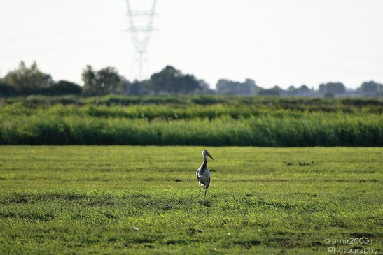 Countryside_Of_Waterland_During_The_Partial_Eclipse_Noord_Holland_Netherlands_Nature_Photography_Canon_EOS_R5_Mark_II_2026_009.JPG
