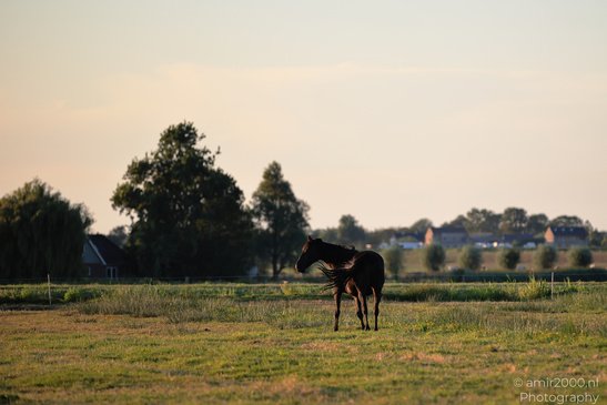 Countryside_Of_Waterland_During_The_Partial_Eclipse_Noord_Holland_Netherlands_Nature_Photography_Canon_EOS_R5_Mark_II_2026_018.JPG