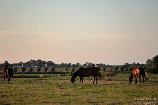 Countryside_Of_Waterland_During_The_Partial_Eclipse_Noord_Holland_Netherlands_Nature_Photography_Canon_EOS_R5_Mark_II_2026_019.JPG