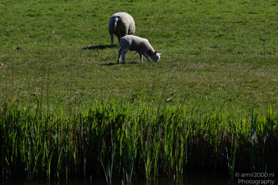 Countryside_Of_Waterland_In_Noord_Holland_Netherlands_Nature_Photography_Canon_EOS_R5_Mark_II_2026_003.JPG