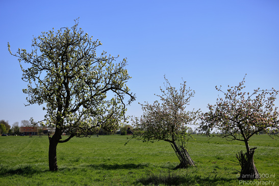 Countryside_Of_Waterland_In_Noord_Holland_Netherlands_Nature_Photography_Canon_EOS_R5_Mark_II_2026_030.JPG