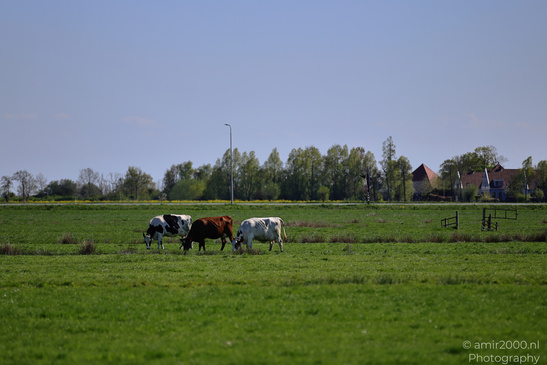 Countryside_Of_Waterland_In_Noord_Holland_Netherlands_Nature_Photography_Canon_EOS_R5_Mark_II_2026_035.JPG