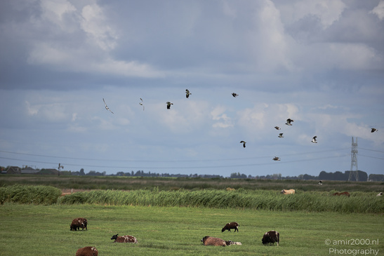 Countryside_Of_Waterland_In_Noord_Holland_Netherlands_Nature_Photography_Canon_EOS_R5_Mark_II_2026_048.JPG