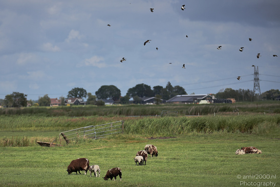 Countryside_Of_Waterland_In_Noord_Holland_Netherlands_Nature_Photography_Canon_EOS_R5_Mark_II_2026_049.JPG