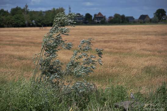 Countryside_Of_Waterland_In_Noord_Holland_Netherlands_Nature_Photography_Canon_EOS_R5_Mark_II_2026_050.JPG