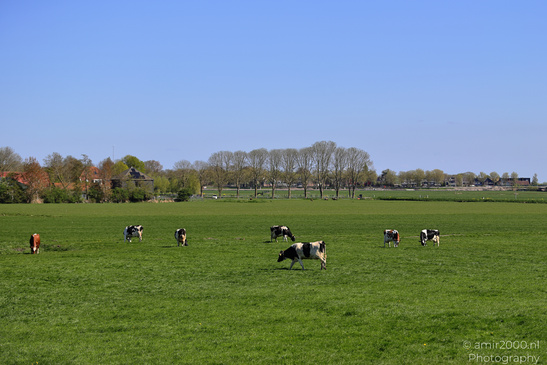 Cows_Grazing_Animal_Photography_Nature_Photography_Canon_EOS_R5_Mark_II_2026_001.JPG