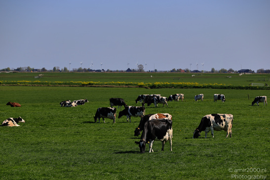 Cows_Grazing_Animal_Photography_Nature_Photography_Canon_EOS_R5_Mark_II_2026_002.JPG