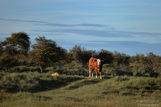 Cows_Grazing_In_Amsterdamse_Waterleidingduinen_Animal_Photography_Nature_Photography_Canon_EOS_R5_Mark_II_2026_001.JPG
