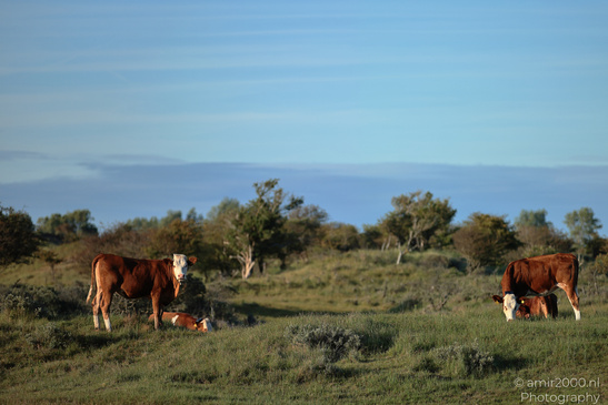 Cows_Grazing_In_Amsterdamse_Waterleidingduinen_Animal_Photography_Nature_Photography_Canon_EOS_R5_Mark_II_2026_002.JPG