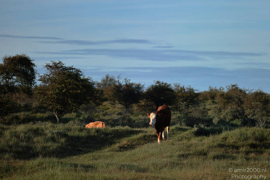 Cows_Grazing_In_Amsterdamse_Waterleidingduinen_Animal_Photography_Nature_Photography_Canon_EOS_R5_Mark_II_2026_003.JPG