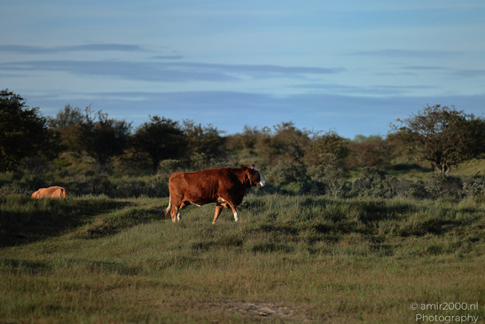 Cows_Grazing_In_Amsterdamse_Waterleidingduinen_Animal_Photography_Nature_Photography_Canon_EOS_R5_Mark_II_2026_004.JPG