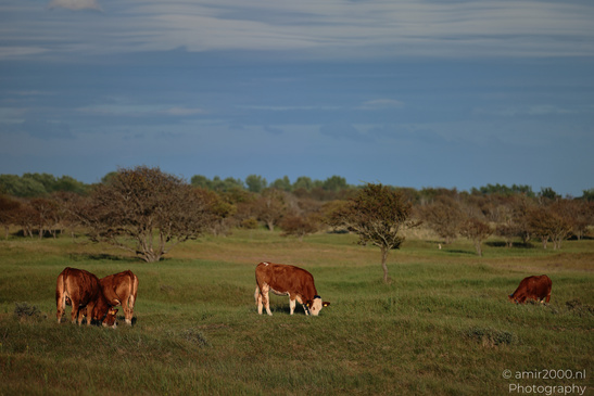 Cows_Grazing_In_Amsterdamse_Waterleidingduinen_Animal_Photography_Nature_Photography_Canon_EOS_R5_Mark_II_2026_005.JPG