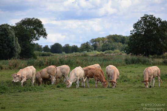 Cows_Grazing_In_Middelpolder_Animal_Photography_Nature_Photography_Canon_EOS_R5_Mark_II_2026_001.JPG