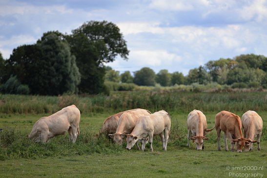 Cows_Grazing_In_Middelpolder_Animal_Photography_Nature_Photography_Canon_EOS_R5_Mark_II_2026_002.JPG