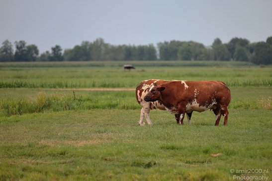 Cows_In_Bijlmerbroek_Polder_Animal_Photography_Nature_Photography_Canon_EOS_R5_Mark_II_2026_001.JPG