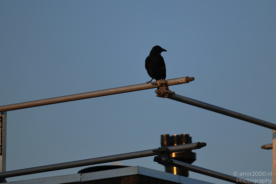 Crow_Perched_On_Scaffolding_Birds_Photography_Nature_Photography_Canon_EOS_R5_Mark_II_2026_001.JPG