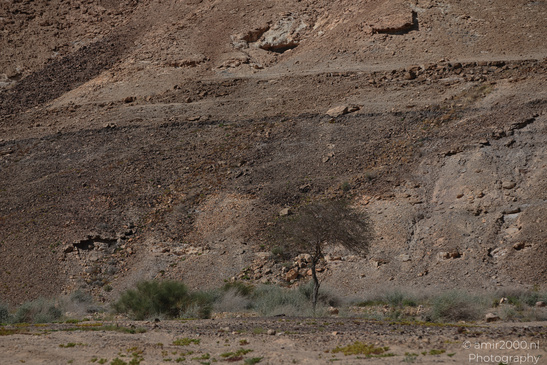 Dead_Sea_And_Judean_Desert_Scenery_Dead_Sea_Israel_Nature_Photography_Canon_EOS_R5_Mark_II_2026_051.JPG