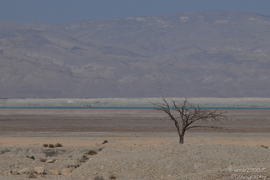 Dead_Sea_And_Judean_Desert_Scenery_Dead_Sea_Israel_Nature_Photography_Canon_EOS_R5_Mark_II_2026_063.JPG