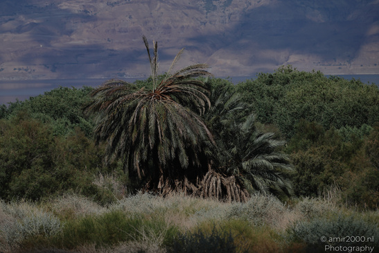Dead_Sea_And_Judean_Desert_Scenery_Dead_Sea_Israel_Nature_Photography_Canon_EOS_R5_Mark_II_2026_082.JPG