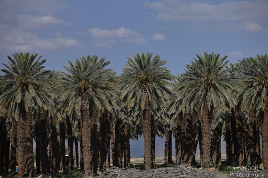 Dead_Sea_And_Judean_Desert_Scenery_Dead_Sea_Israel_Nature_Photography_Canon_EOS_R5_Mark_II_2026_084.JPG