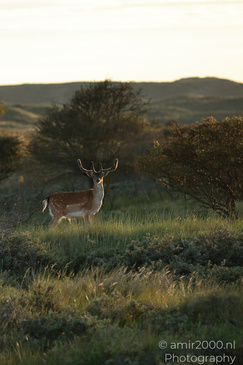 Deer_In_Amsterdamse_Waterleidingduinen_Animal_Photography_Nature_Photography_Canon_EOS_R5_Mark_II_2026_001.JPG