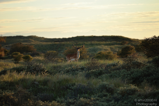 Deer_In_Amsterdamse_Waterleidingduinen_Animal_Photography_Nature_Photography_Canon_EOS_R5_Mark_II_2026_002.JPG