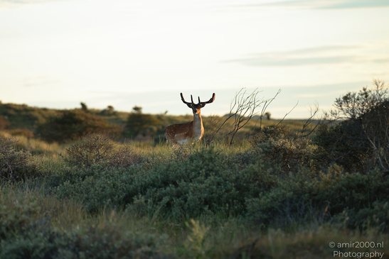 Deer_In_Amsterdamse_Waterleidingduinen_Animal_Photography_Nature_Photography_Canon_EOS_R5_Mark_II_2026_003.JPG