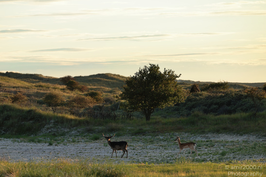 Deer_In_Amsterdamse_Waterleidingduinen_Animal_Photography_Nature_Photography_Canon_EOS_R5_Mark_II_2026_004.JPG