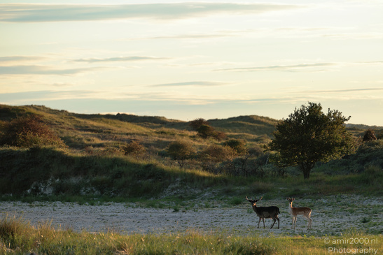 Deer_In_Amsterdamse_Waterleidingduinen_Animal_Photography_Nature_Photography_Canon_EOS_R5_Mark_II_2026_005.JPG