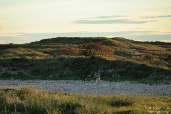 Deer_In_Amsterdamse_Waterleidingduinen_Animal_Photography_Nature_Photography_Canon_EOS_R5_Mark_II_2026_006.JPG