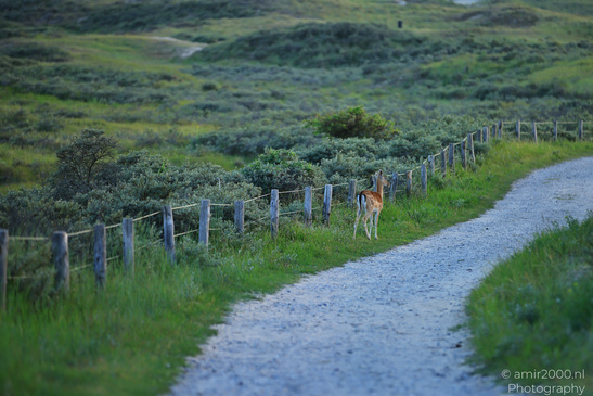 Deer_In_Amsterdamse_Waterleidingduinen_Animal_Photography_Nature_Photography_Canon_EOS_R5_Mark_II_2026_007.JPG