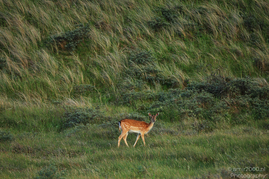 Deer_In_Amsterdamse_Waterleidingduinen_Animal_Photography_Nature_Photography_Canon_EOS_R5_Mark_II_2026_009.JPG