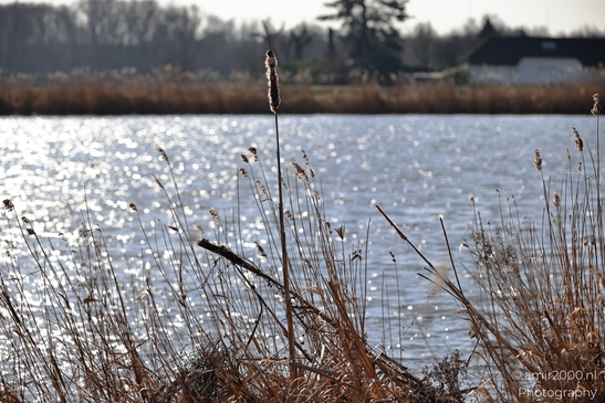 In Diemen Netherlands, a natural landscape shows dune grass textures and open sky with muted - image from year 2026 #002