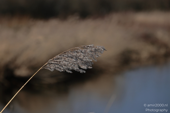 A dried reed frond stands in the foreground against a blurred natural landscape in Diemen, - image from year 2026 #003