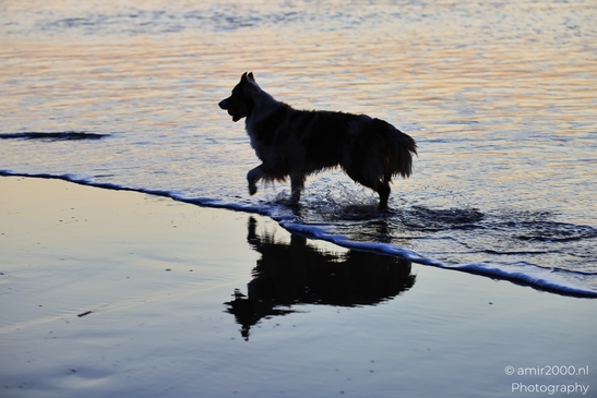 Dog_On_Beach_Animal_Photography_Nature_Photography_Canon_EOS_R5_Mark_II_2026_001.JPG