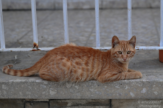 Domestic_Cat_In_The_Streets_Of_Larnaca_Cyprus_Animal_Photography_Nature_Photography_Canon_EOS_R5_Mark_II_2026_001.JPG
