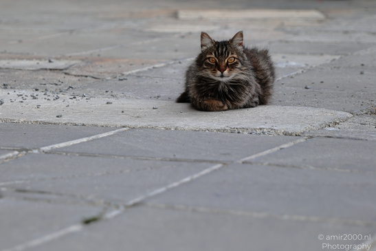 Domestic_Cat_In_The_Streets_Of_Larnaca_Cyprus_Animal_Photography_Nature_Photography_Canon_EOS_R5_Mark_II_2026_002.JPG