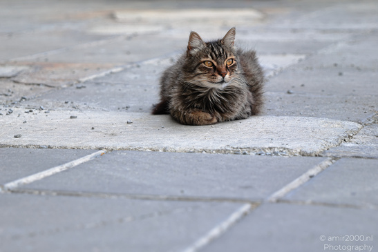 Domestic_Cat_In_The_Streets_Of_Larnaca_Cyprus_Animal_Photography_Nature_Photography_Canon_EOS_R5_Mark_II_2026_003.JPG