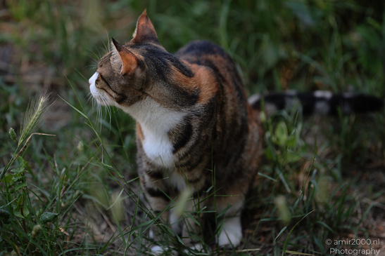 Domestic_Cat_In_The_Streets_Of_Larnaca_Cyprus_Animal_Photography_Nature_Photography_Canon_EOS_R5_Mark_II_2026_004.JPG