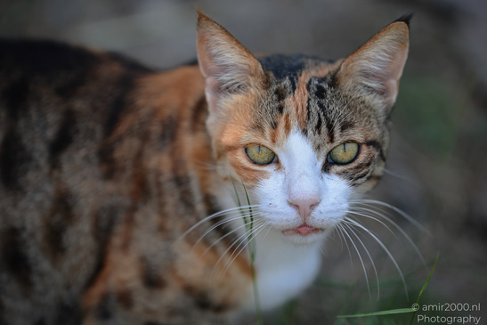 Domestic_Cat_In_The_Streets_Of_Larnaca_Cyprus_Animal_Photography_Nature_Photography_Canon_EOS_R5_Mark_II_2026_005.JPG
