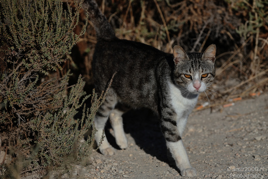Domestic_Cat_In_The_Streets_Of_Larnaca_Cyprus_Animal_Photography_Nature_Photography_Canon_EOS_R5_Mark_II_2026_006.JPG