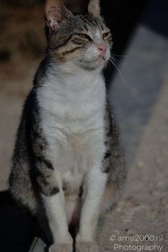 Domestic_Cat_In_The_Streets_Of_Larnaca_Cyprus_Animal_Photography_Nature_Photography_Canon_EOS_R5_Mark_II_2026_007.JPG