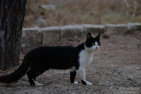 Domestic_Cat_In_The_Streets_Of_Larnaca_Cyprus_Animal_Photography_Nature_Photography_Canon_EOS_R5_Mark_II_2026_008.JPG