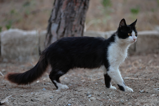 Domestic_Cat_In_The_Streets_Of_Larnaca_Cyprus_Animal_Photography_Nature_Photography_Canon_EOS_R5_Mark_II_2026_009.JPG