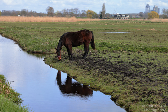 Domestic_Horse_Grazing_In_Middelpolder_Animal_Photography_Nature_Photography_Canon_EOS_R5_Mark_II_2026_001.JPG