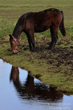 Domestic_Horse_Grazing_In_Middelpolder_Animal_Photography_Nature_Photography_Canon_EOS_R5_Mark_II_2026_002.JPG