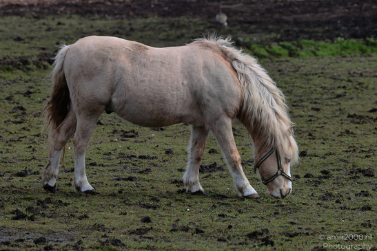 Domestic_Horse_Grazing_In_Middelpolder_Animal_Photography_Nature_Photography_Canon_EOS_R5_Mark_II_2026_003.JPG