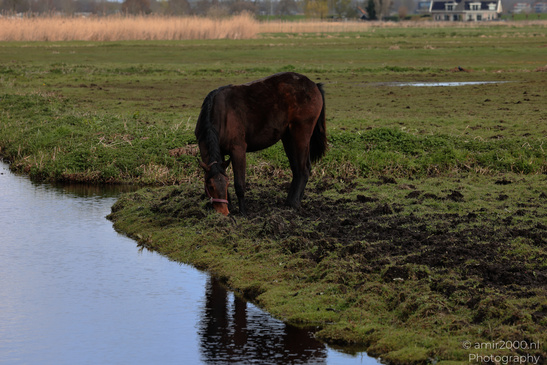 Domestic_Horse_Grazing_In_Middelpolder_Animal_Photography_Nature_Photography_Canon_EOS_R5_Mark_II_2026_004.JPG